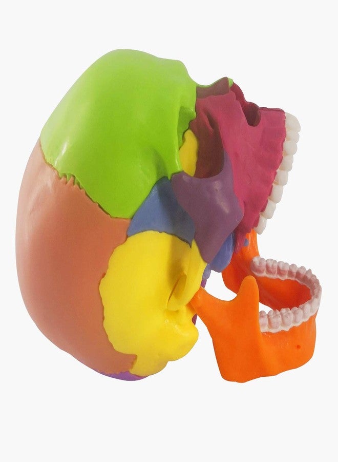 EVOTECH SCIENTIFIC Mini Human Skull Model, Didactic 15 Parts Palm-Sized Anatomy Skull Model, Exploded Skull, Medical Anatomy and Physiology Teaching Learning Education Skull Puzzle, Colored - Image 3